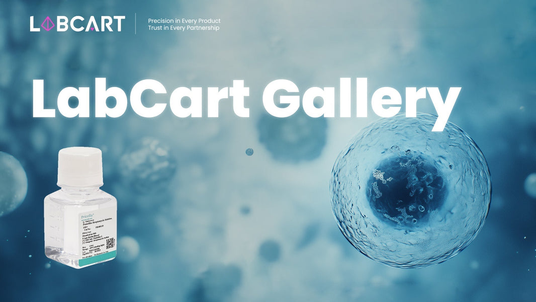 Building a Reliable Foundation: Pricella Classical Basal Media