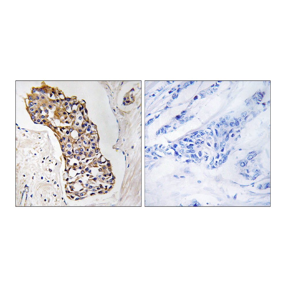 11 Beta-HSD1 Polyclonal Antibody, 20ul[BT-AP00001]