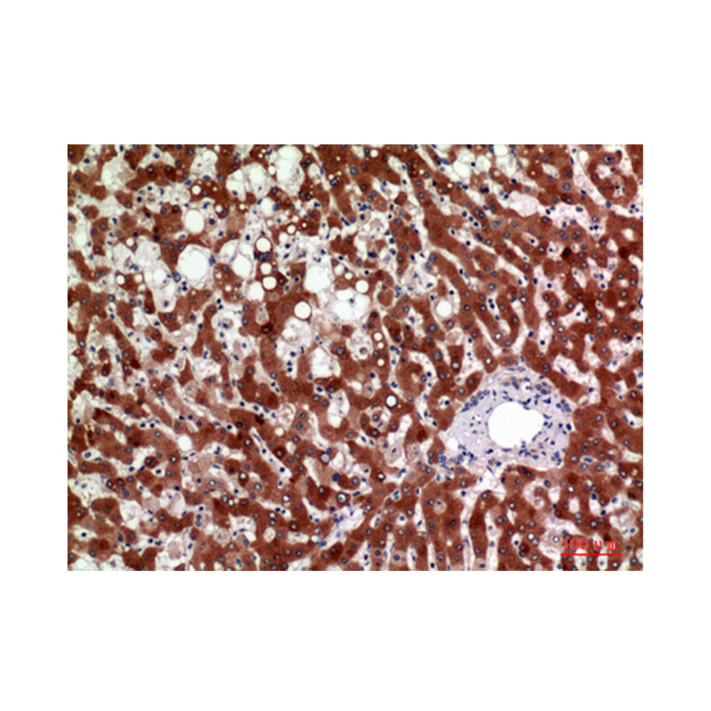 11 Beta-HSD1 Polyclonal Antibody, 20ul[BT-AP00002]
