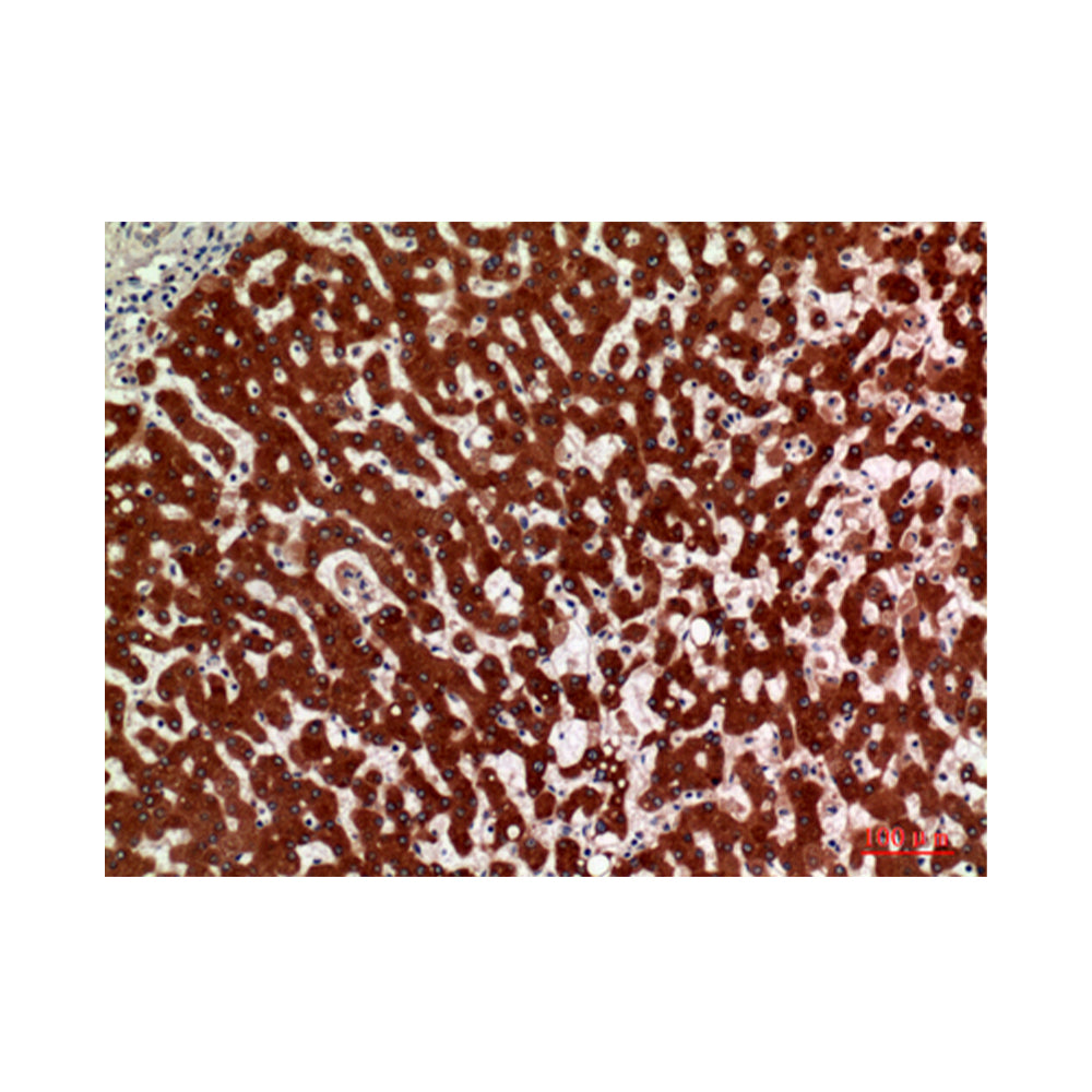 11 Beta-HSD1 Polyclonal Antibody, 100ul[BT-AP00002]