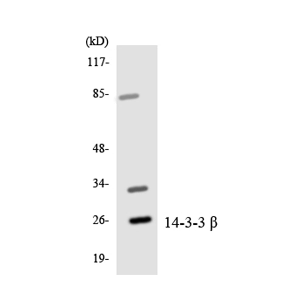 14-3-3 Beta Polyclonal Antibody, 100ul[BT-AP00003]