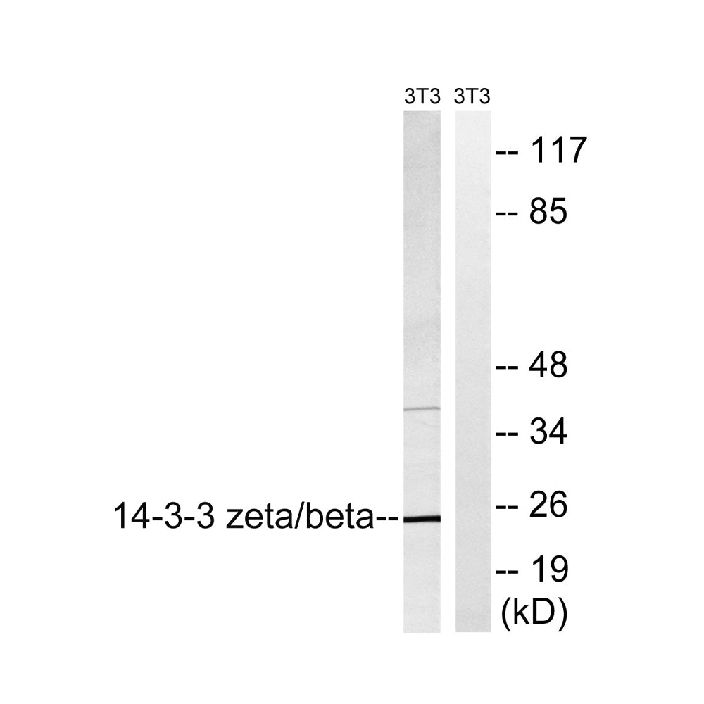14-3-3 Beta Polyclonal Antibody, 20ul[BT-AP00004]