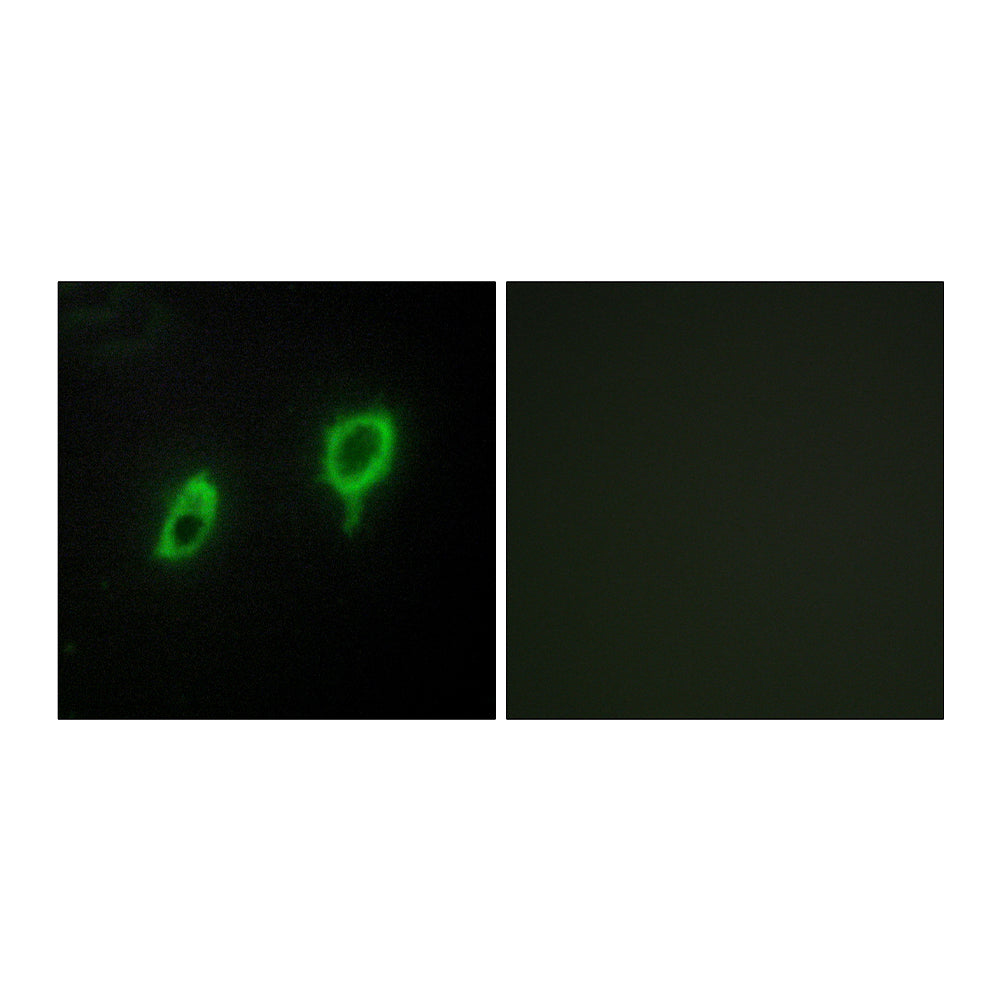 14-3-3 Gamma Polyclonal Antibody, 20ul