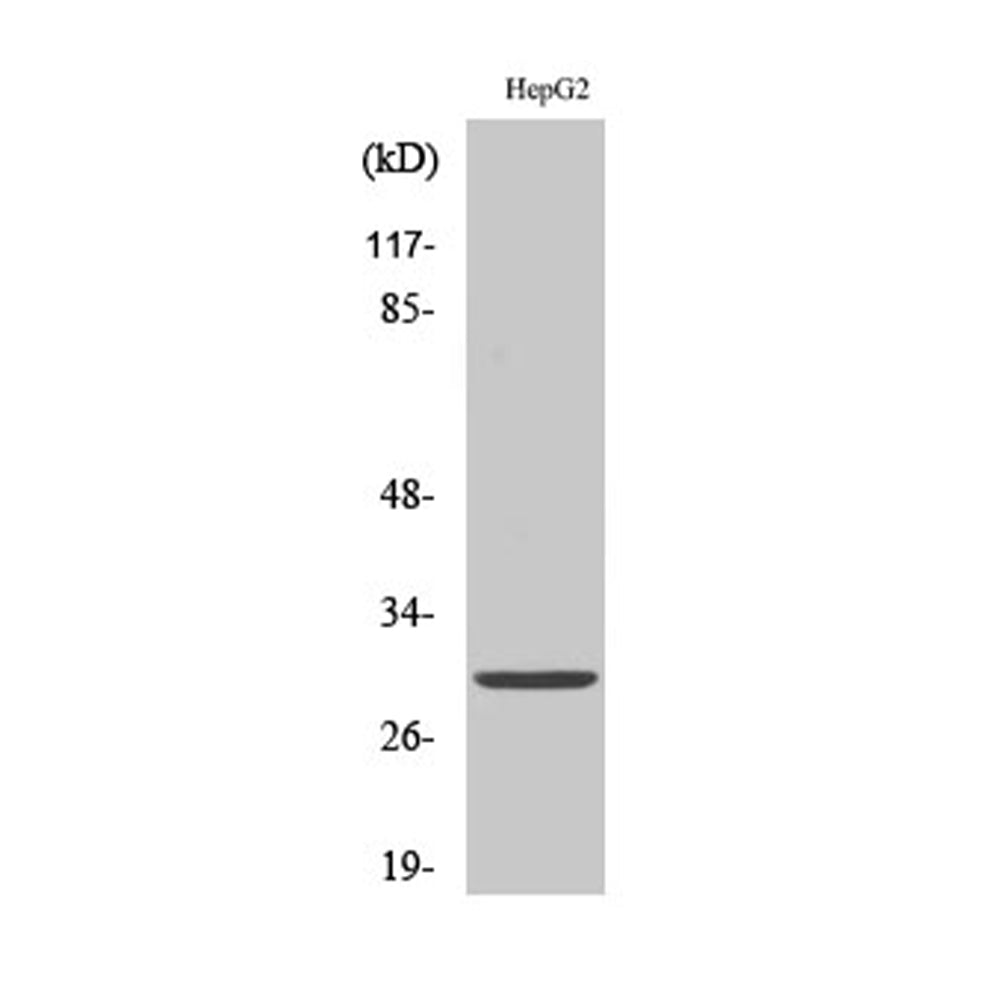14-3-3 Epsilon Polyclonal Antibody, 20ul[BT-AP00006]