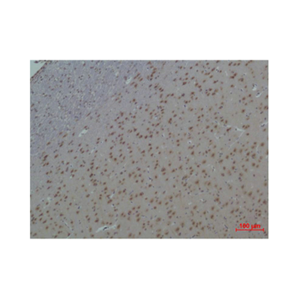 14-3-3 Epsilon Polyclonal Antibody, 20ul[BT-AP00007]