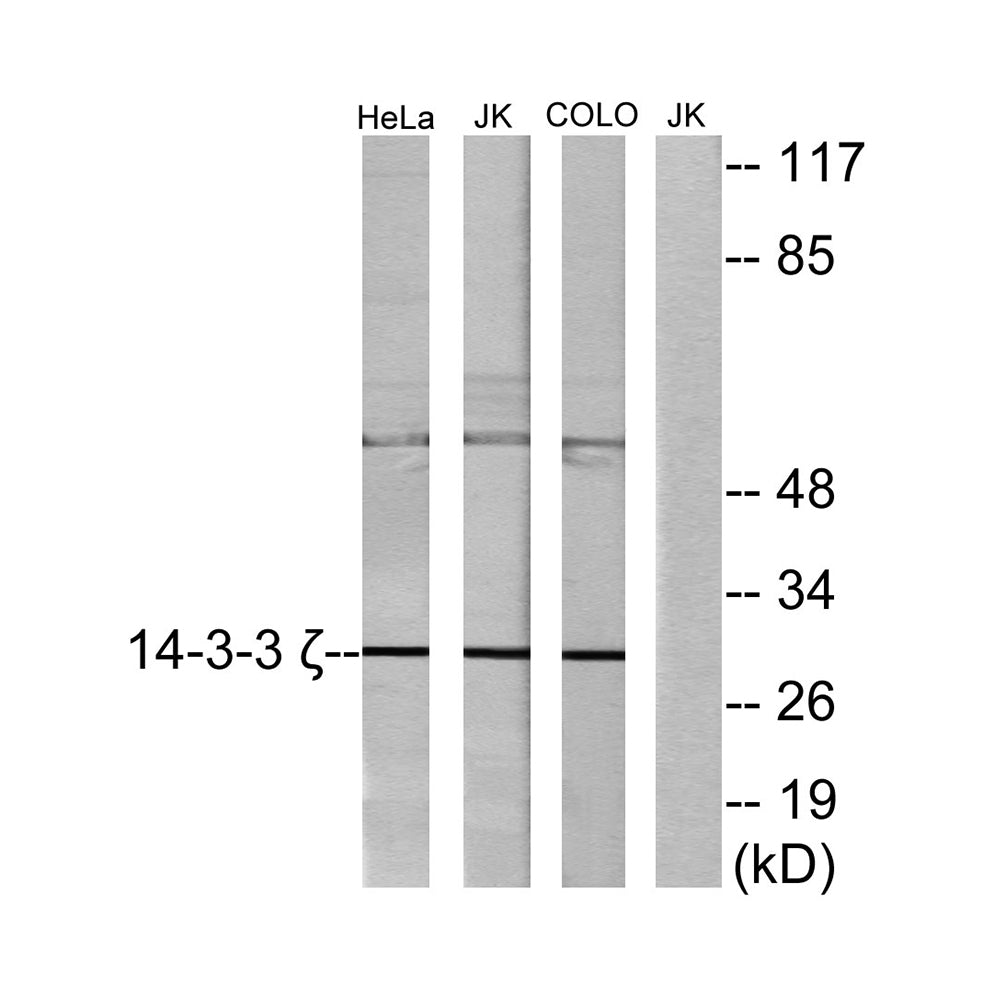 14-3-3 Zeta Polyclonal Antibody, 20ul[BT-AP00008]