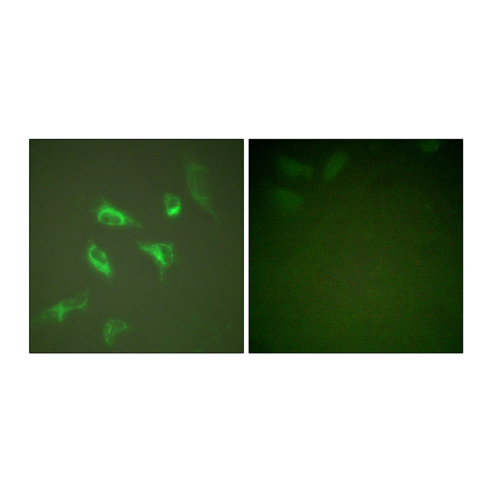 14-3-3 Zeta Polyclonal Antibody, 20ul[BT-AP00009]