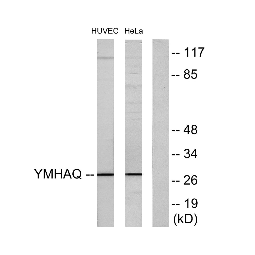 14-3-3 Theta Polyclonal Antibody, 20ul
