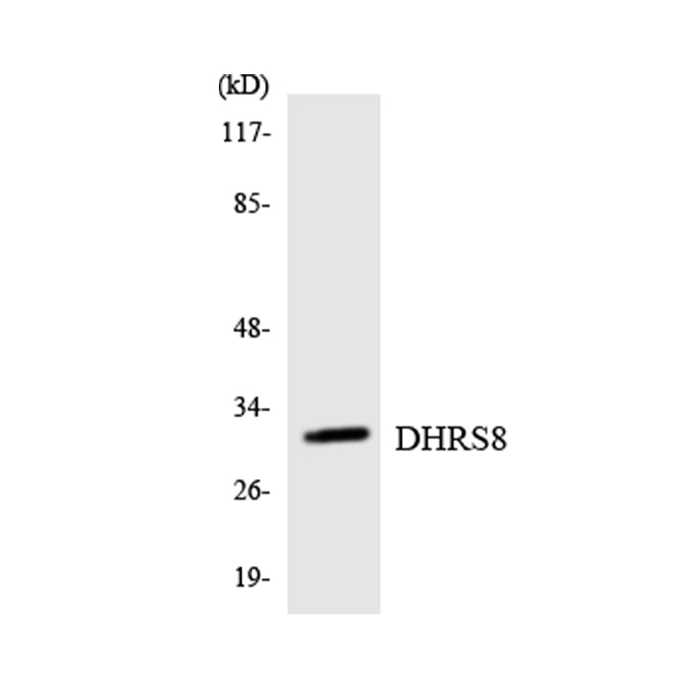 17Beta-HSD11 Polyclonal Antibody, 20ul