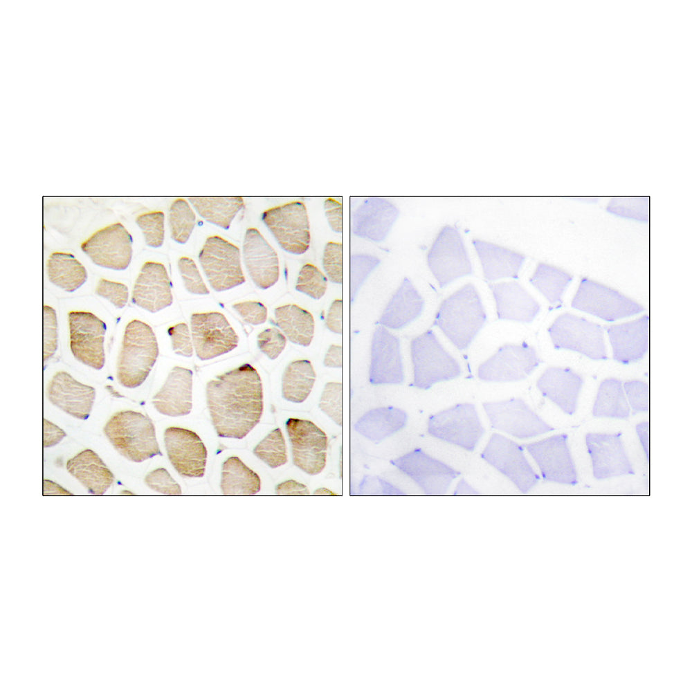 3pK Polyclonal Antibody, 20ul