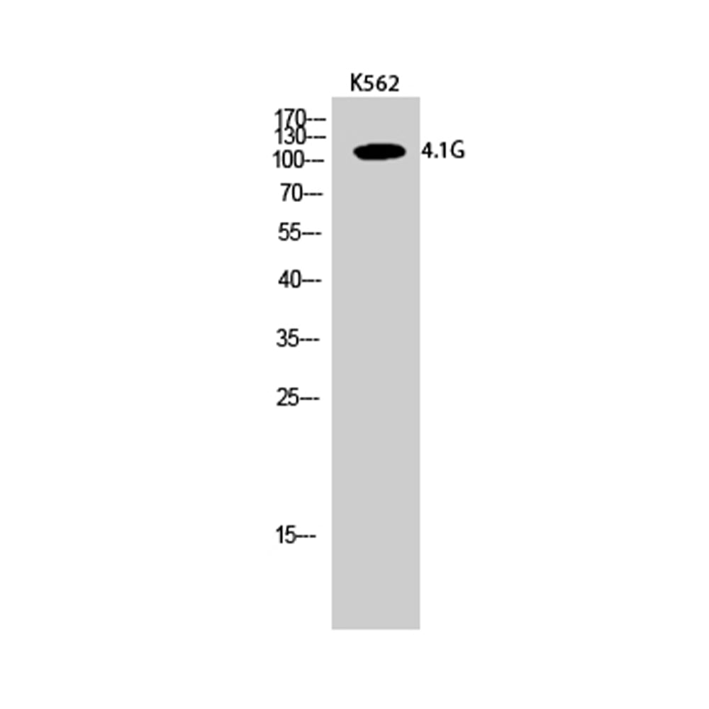 4.1G Polyclonal Antibody, 20ul