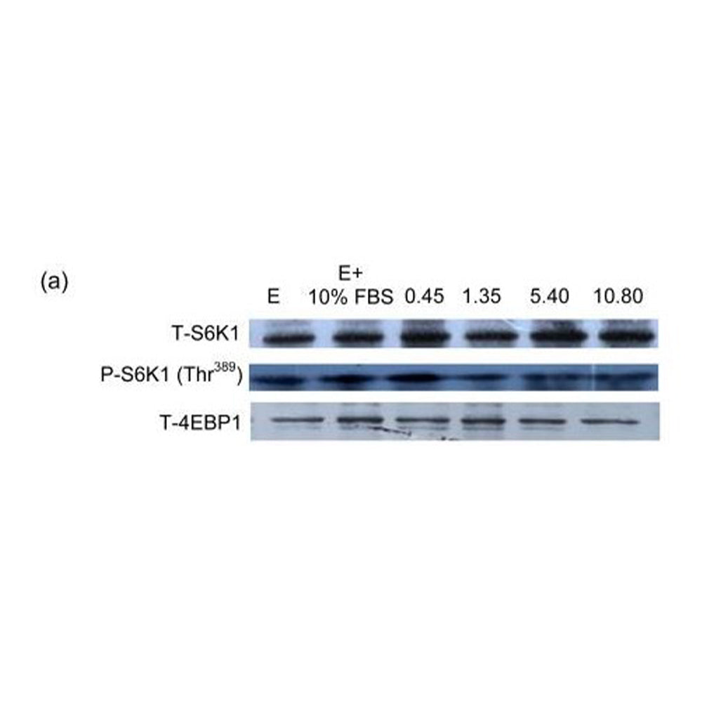 4E-BP1 Polyclonal Antibody, 100ul[BT-AP00039]