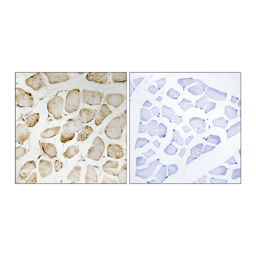 5-LO Polyclonal Antibody, 100ul
