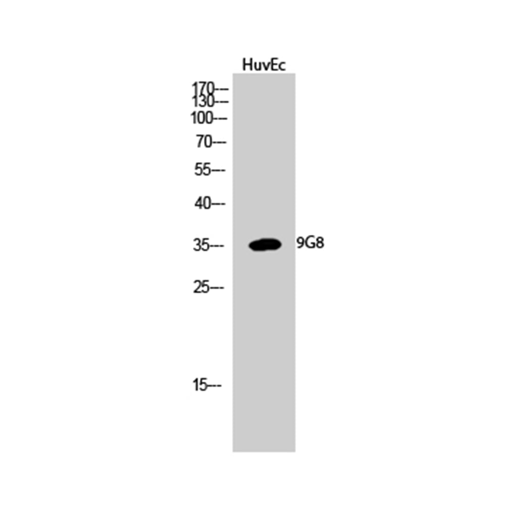 9G8 Polyclonal Antibody, 100ul
