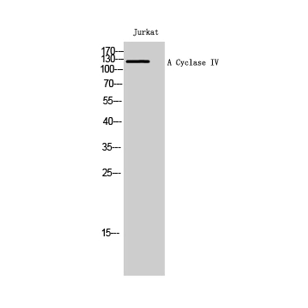 A Cyclase IV Polyclonal Antibody, 100ul