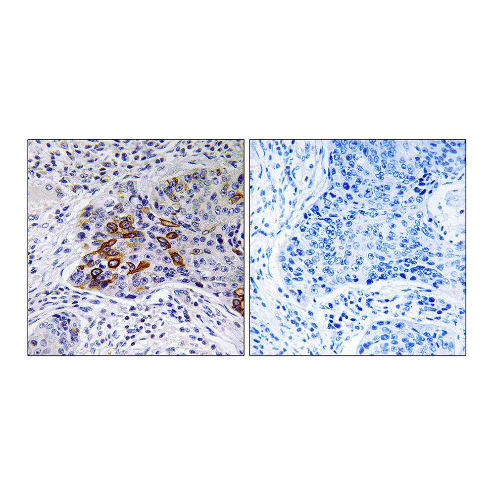 A Cyclase IX Polyclonal Antibody, 100ul