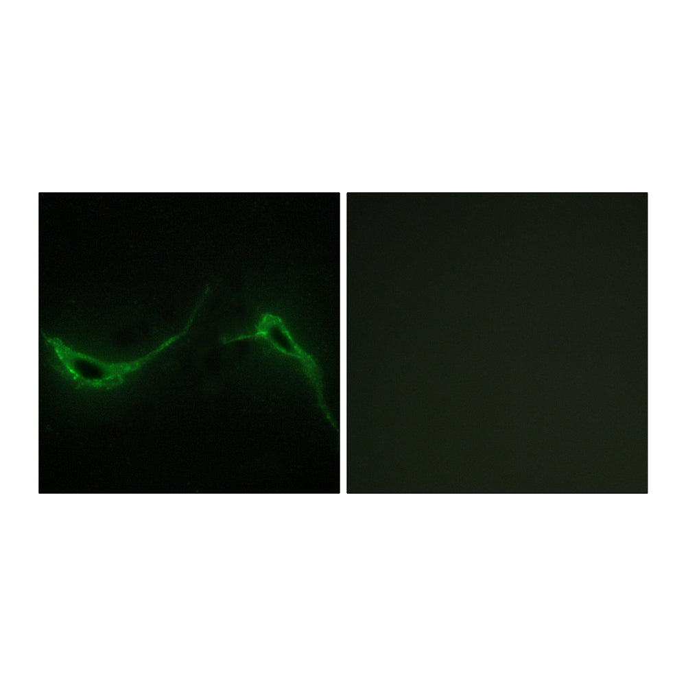 A Cyclase VII Polyclonal Antibody, 100ul
