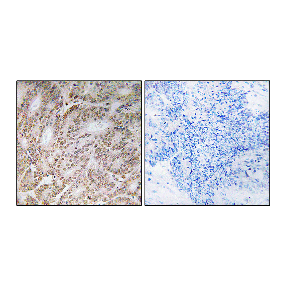 A1Up Polyclonal Antibody, 100ul