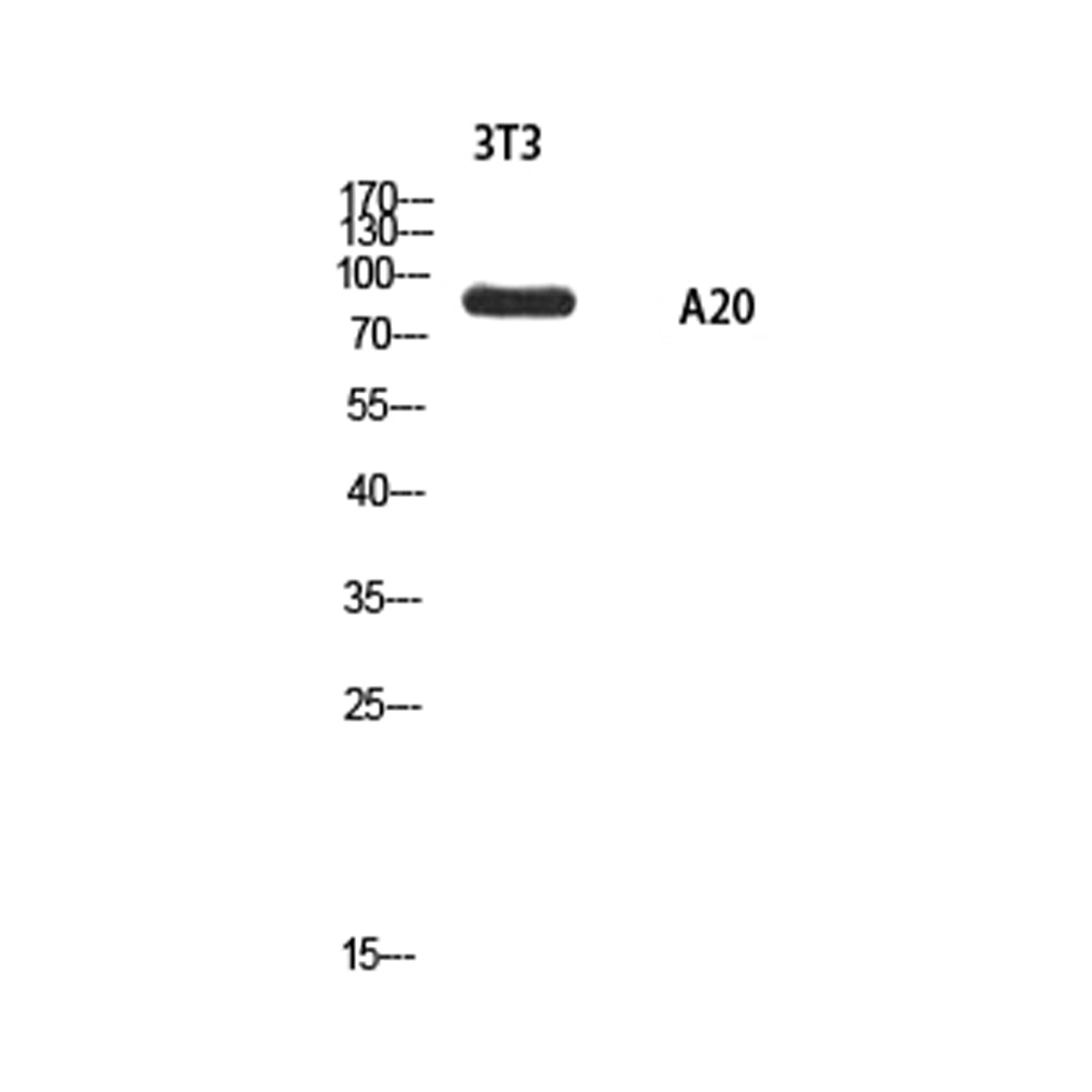 A20 Polyclonal Antibody, 20ul[BT-AP00063]