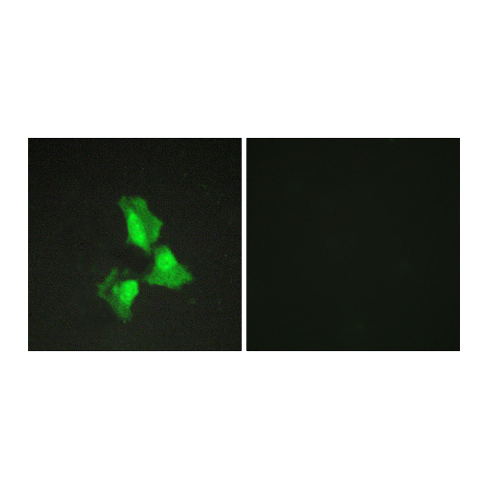 A20 Polyclonal Antibody, 100ul[BT-AP00064]