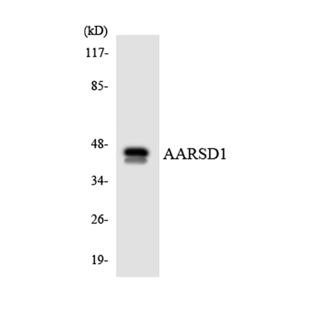 AARSD1 Polyclonal Antibody, 100ul