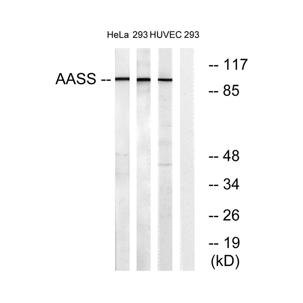 AASS Polyclonal Antibody, 100ul