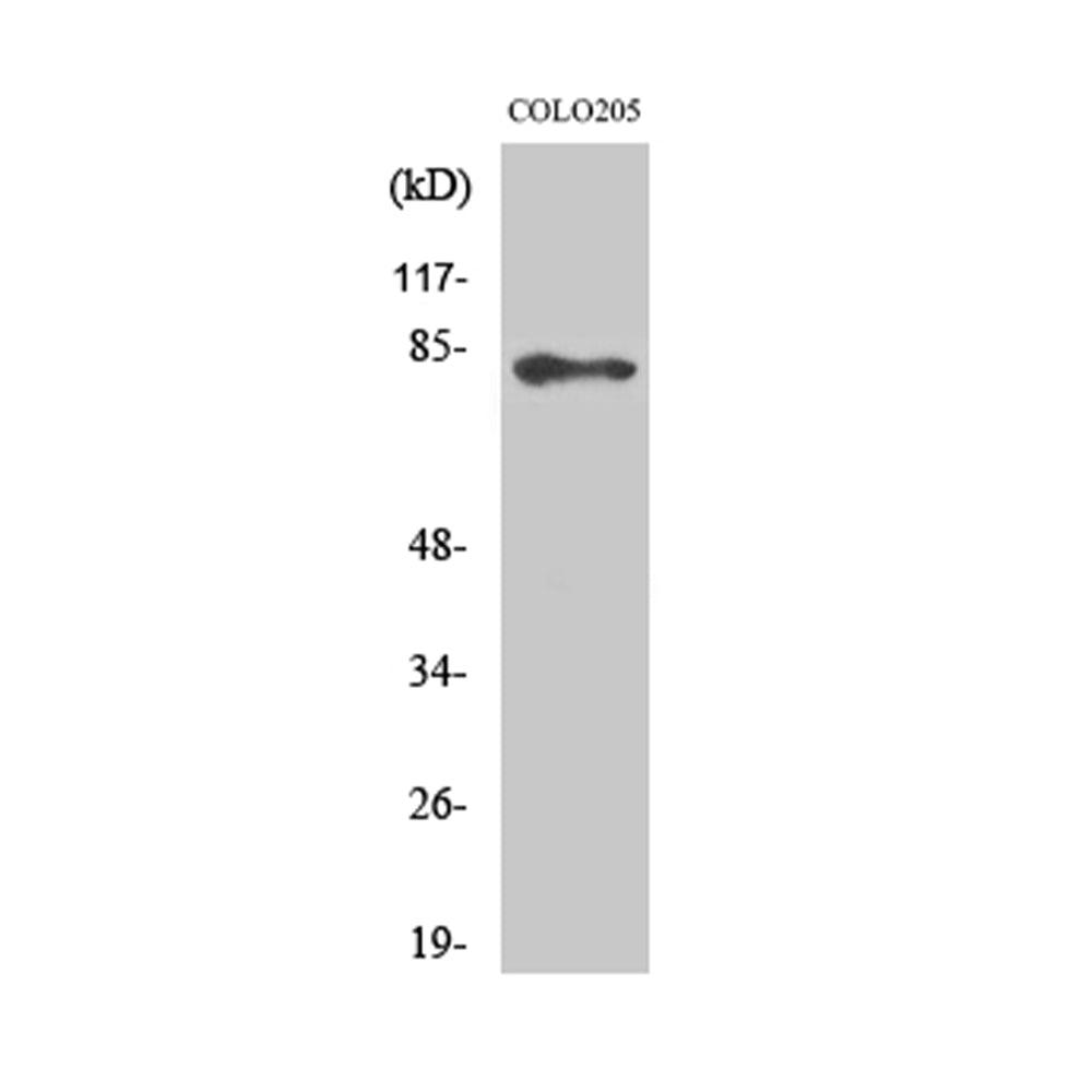ABCB10 Polyclonal Antibody, 20ul