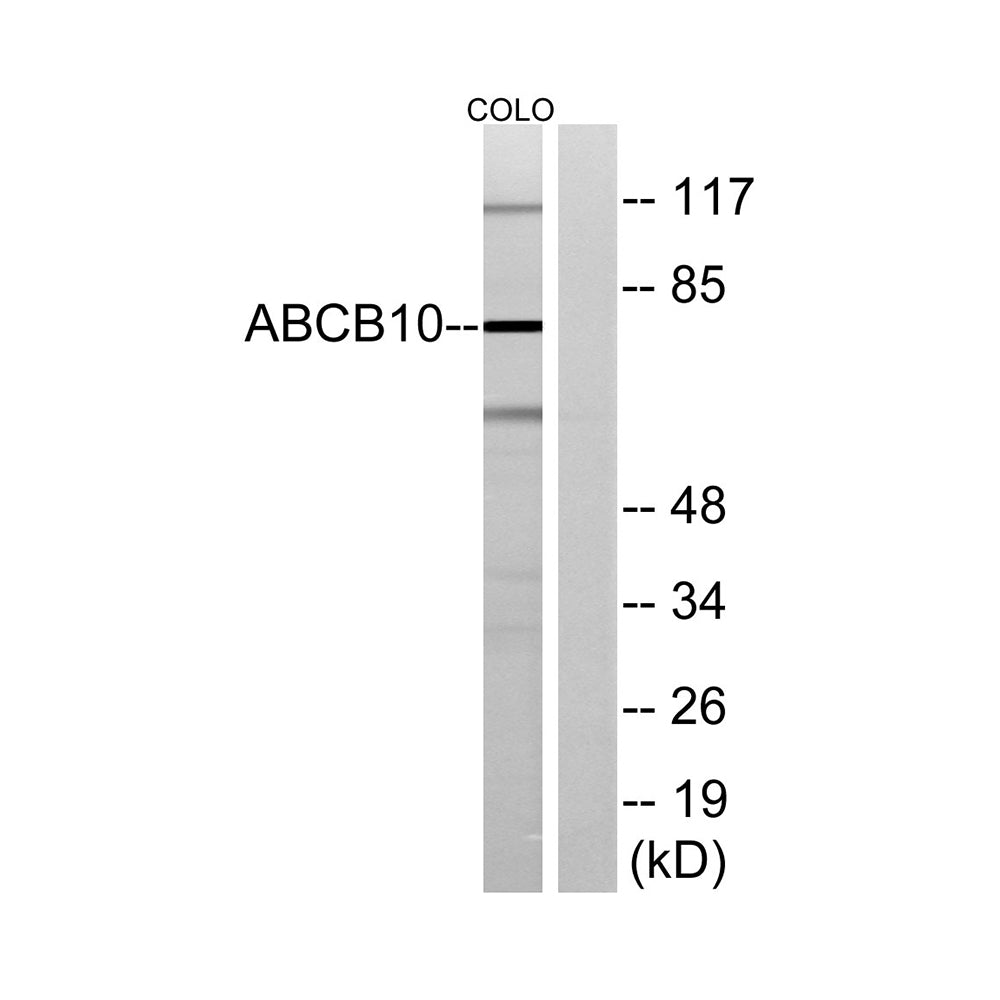 ABCB10 Polyclonal Antibody, 100ul