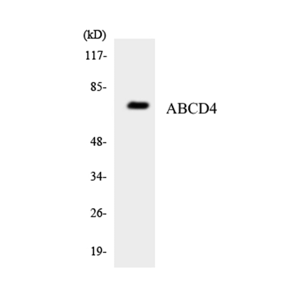 ABCD4 Polyclonal Antibody, 100ul