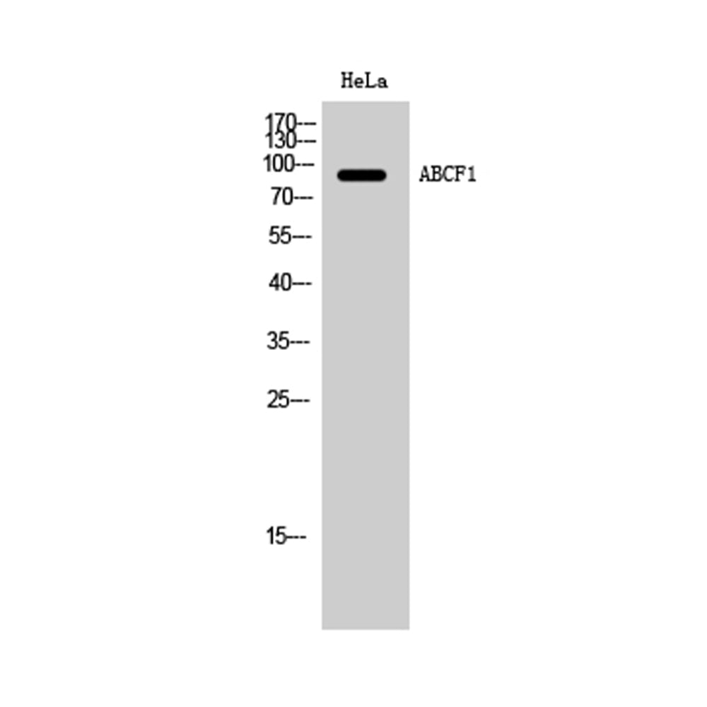 ABCF1 Polyclonal Antibody, 100ul