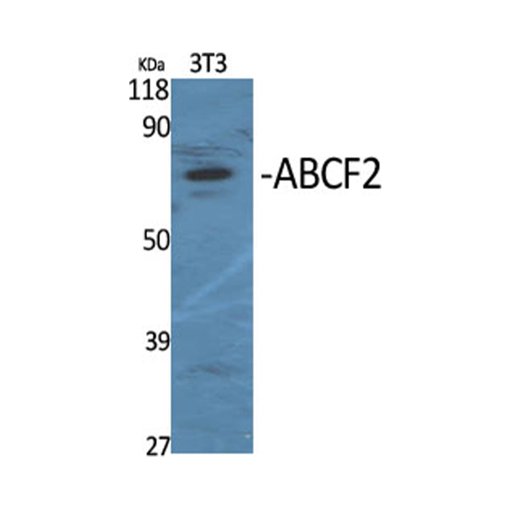 ABCF2 Polyclonal Antibody, 100ul