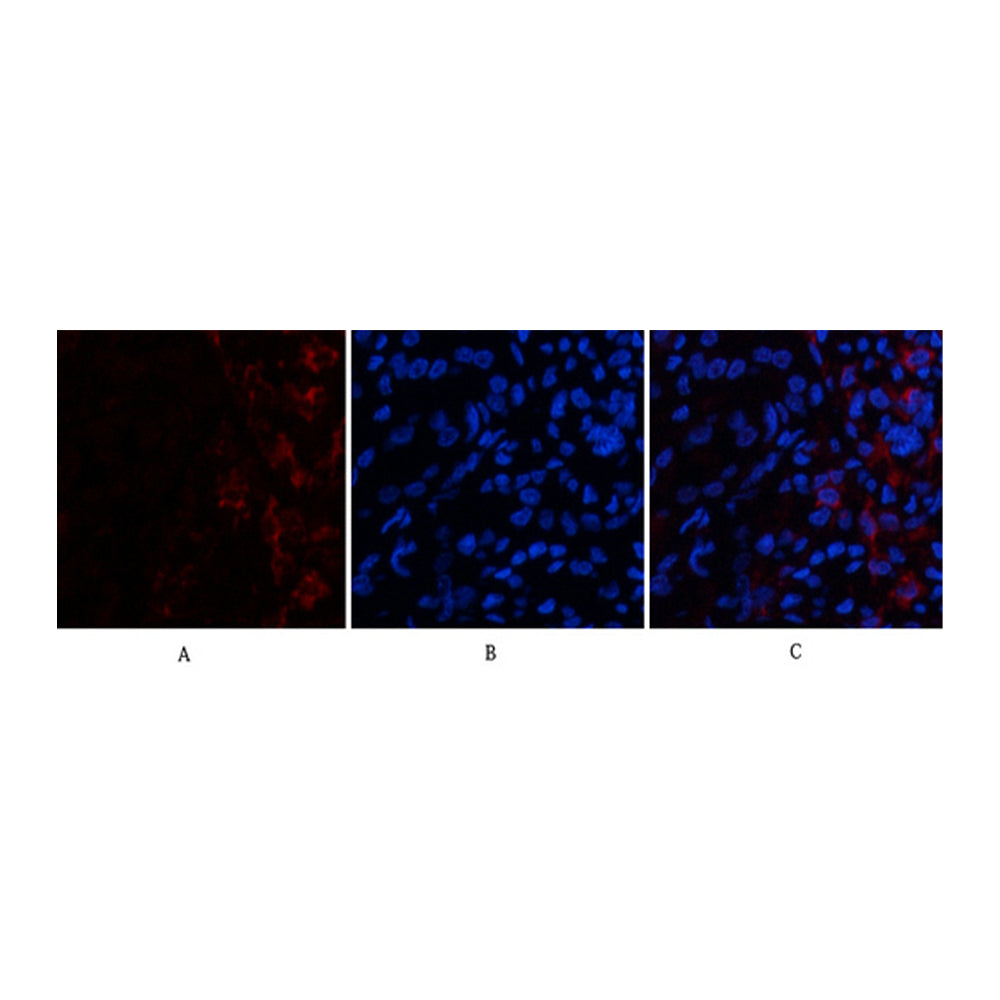 ABCG2 Polyclonal Antibody, 100ul