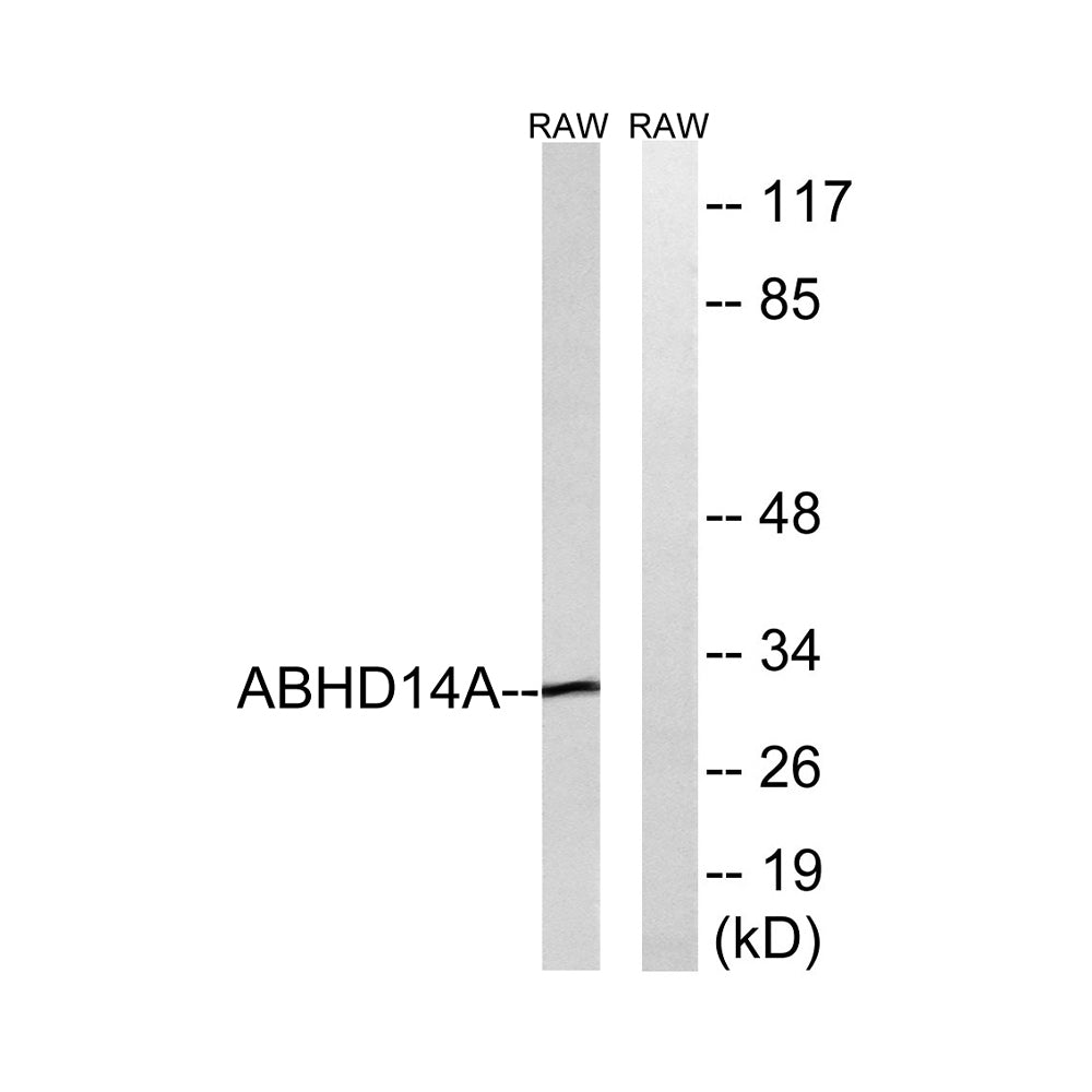 ABHD14A Polyclonal Antibody, 100ul