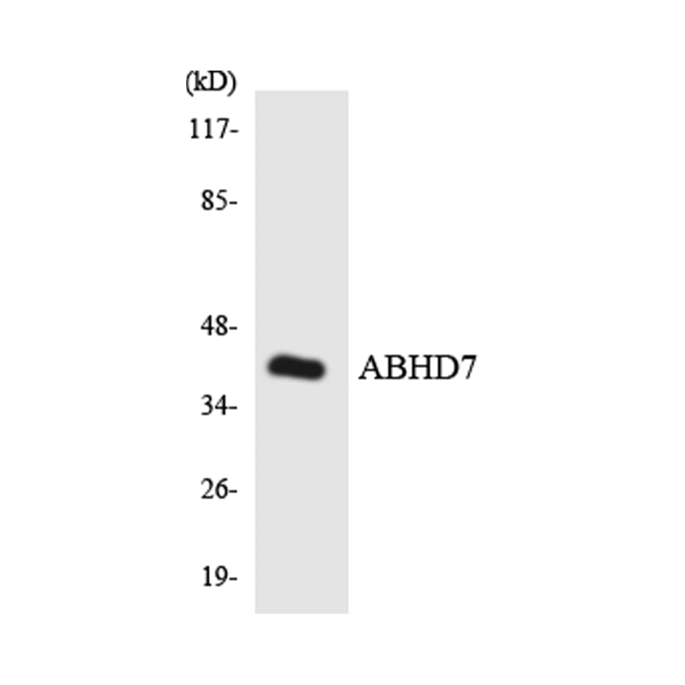 ABHD7 Polyclonal Antibody, 100ul