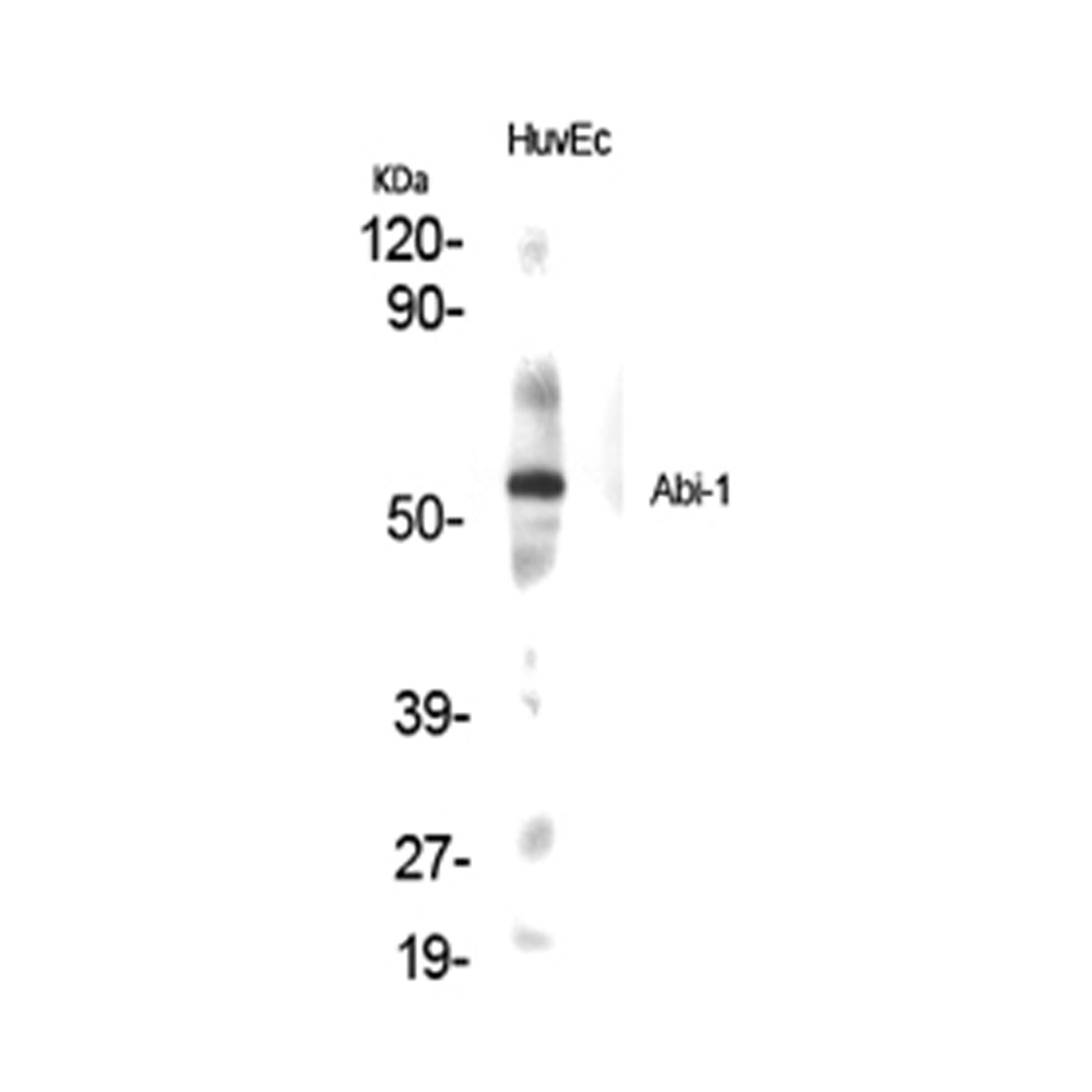 Abi-1 Polyclonal Antibody, 20ul