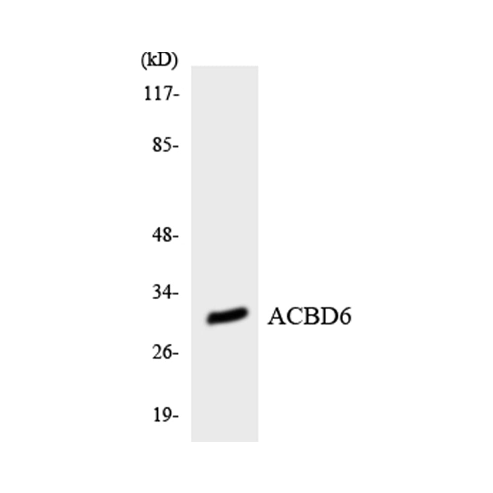ACBD6 Polyclonal Antibody, 20ul