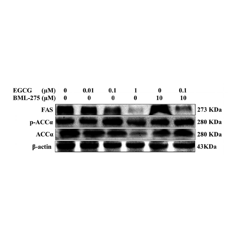 ACC Alpha Polyclonal Antibody, 20ul[BT-AP00149]