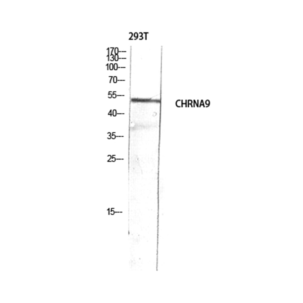 AChR Alpha9 Polyclonal Antibody, 20ul