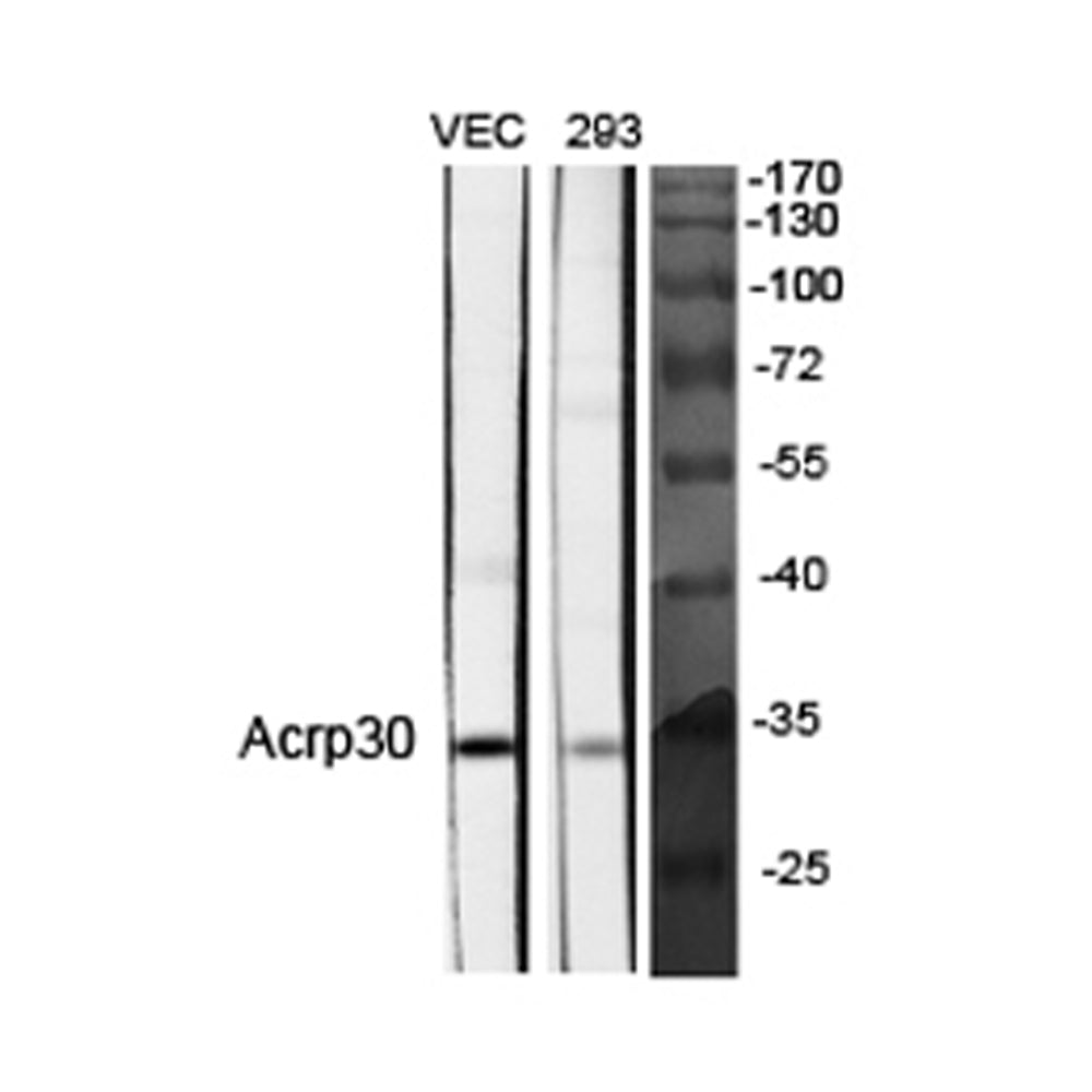 Acrp30 Polyclonal Antibody, 20ul