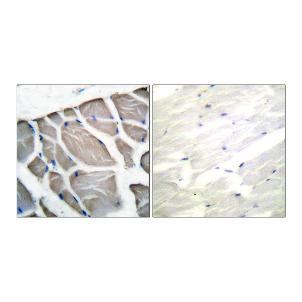 Actin Polyclonal Antibody, 20ul