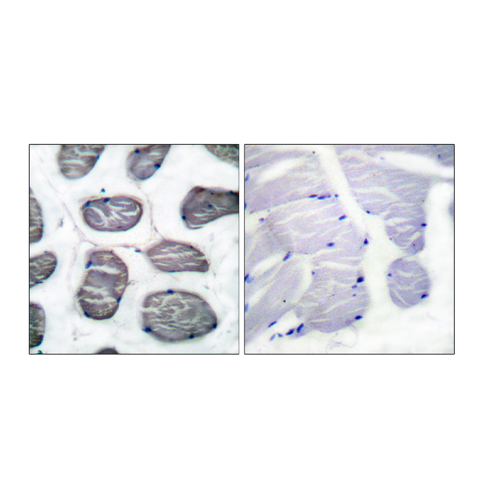 Actin  Alpha1 Polyclonal Antibody, 20ul