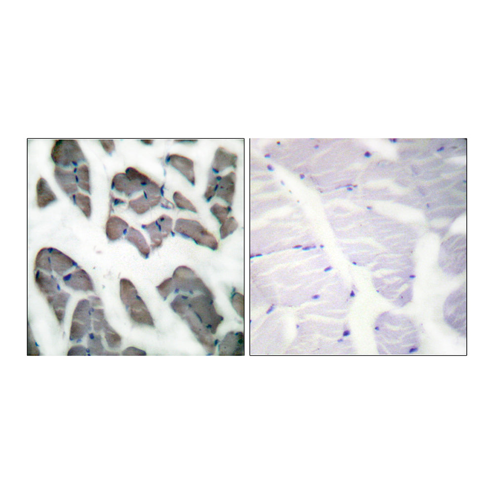 Actin  Alpha3 Polyclonal Antibody, 20ul