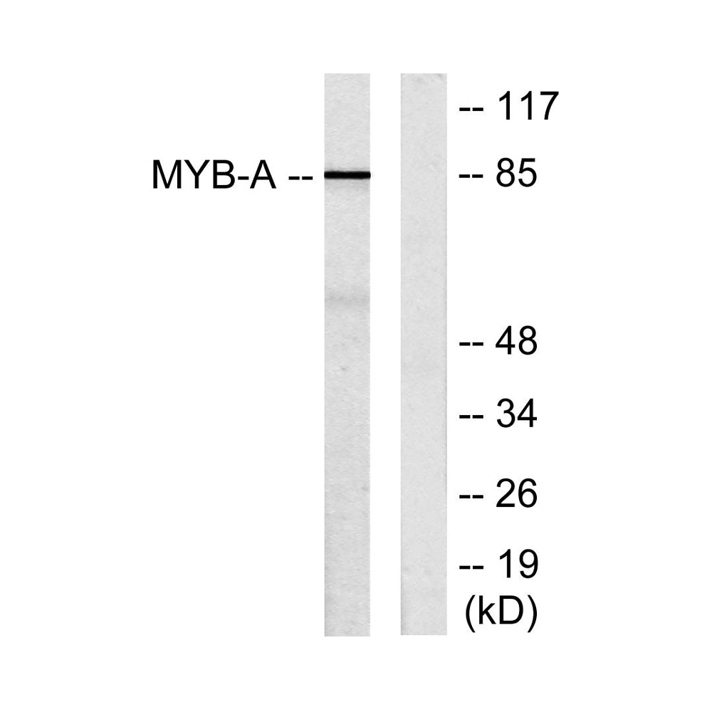 A-Myb Polyclonal Antibody, 100ul
