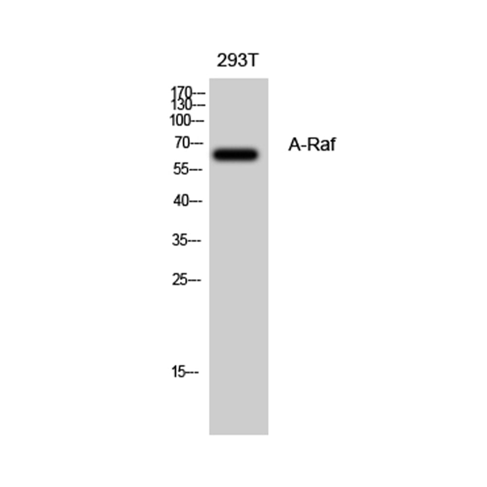 A-Raf Polyclonal Antibody, 20ul[BT-AP00576]