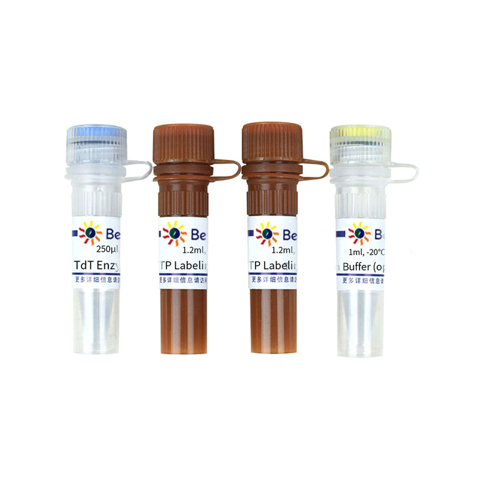 One Step TUNEL Apoptosis Assay Kit (Red Fluorescence), 50T
