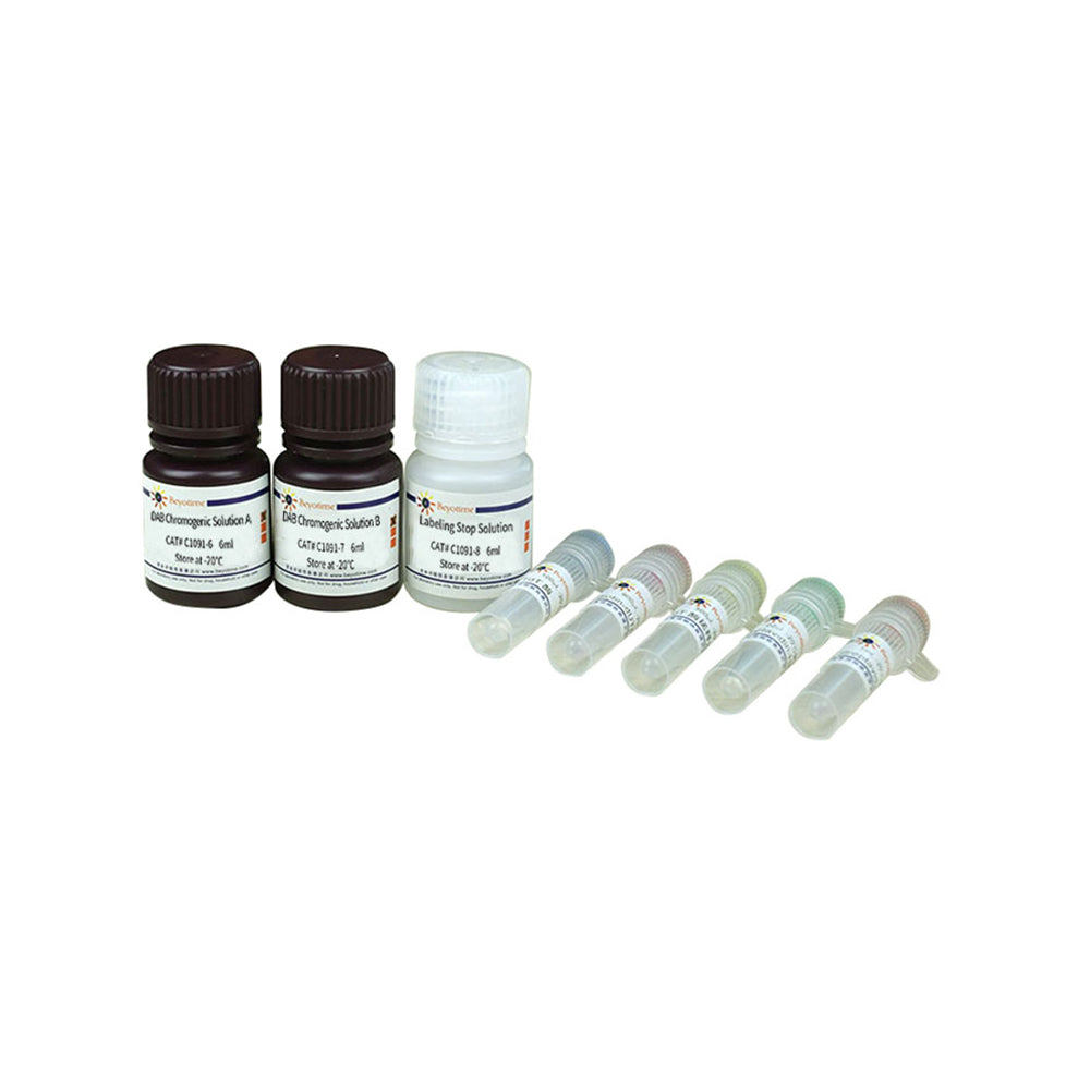 Colorimetric TUNEL Apoptosis Assay Kit, 20T