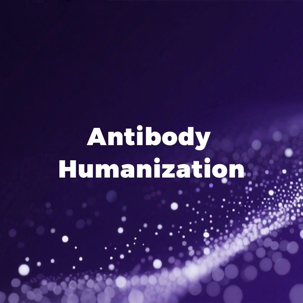 Antibody Humanization