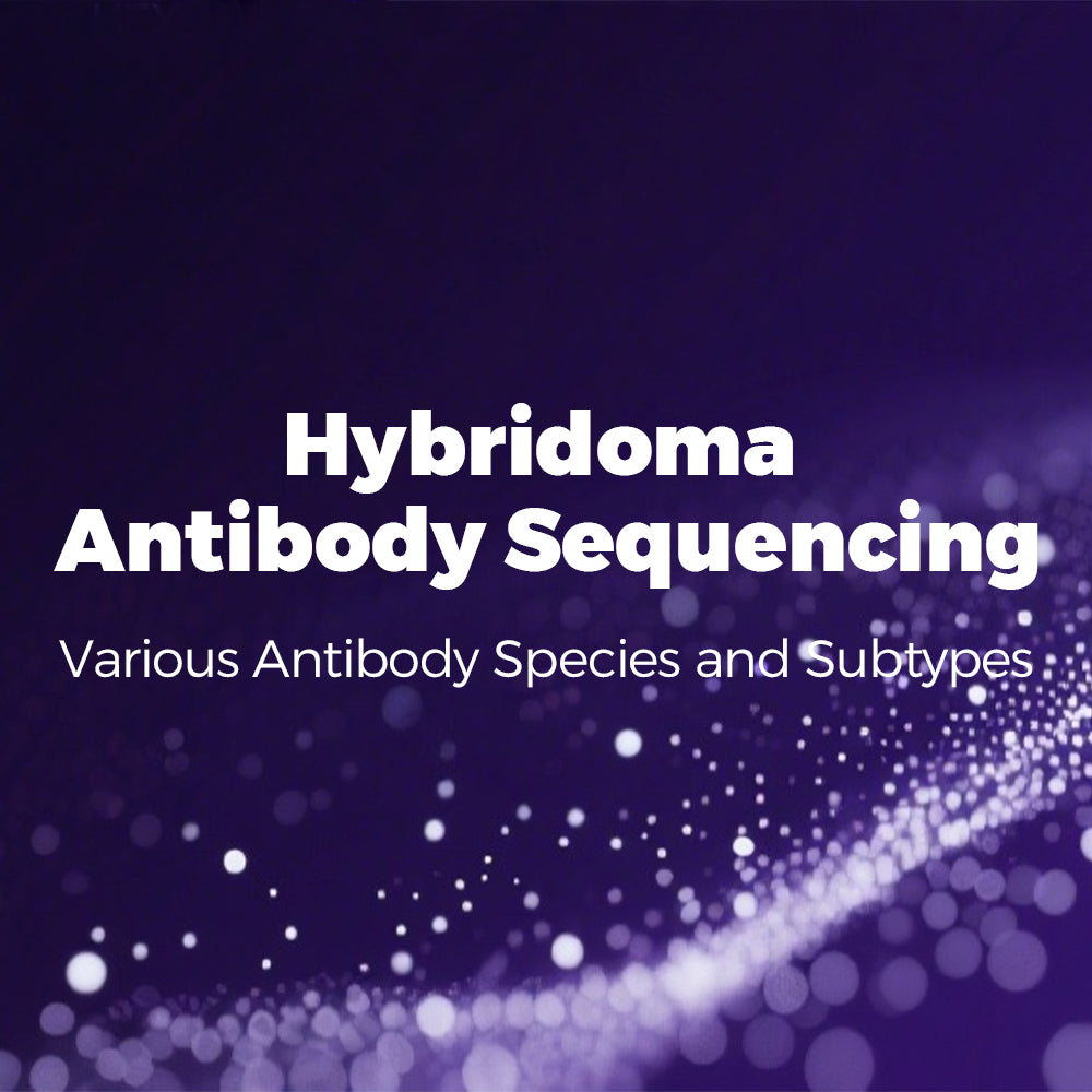 Hybridoma Antibody Sequencing