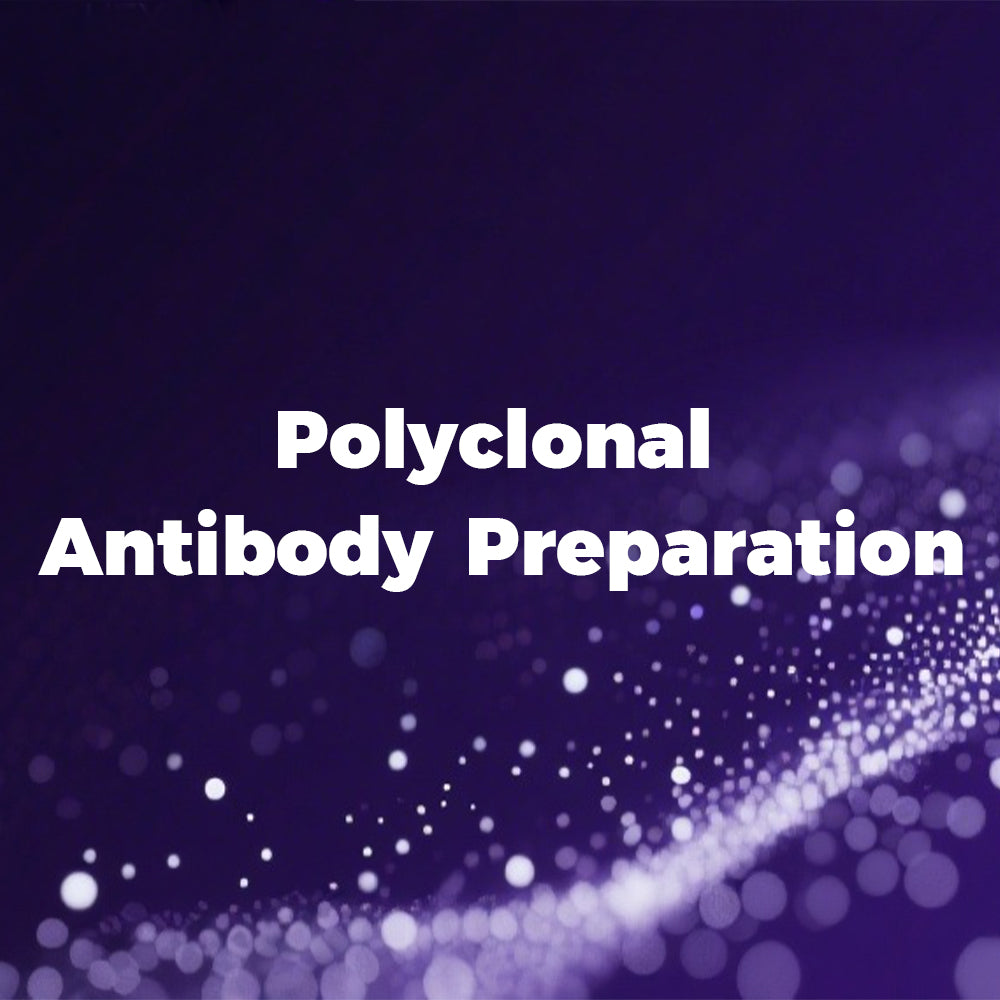 Polyclonal Antibody  Preparation