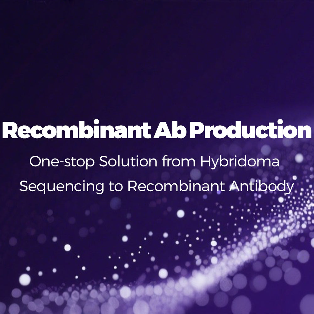 Recombinant Ab Production